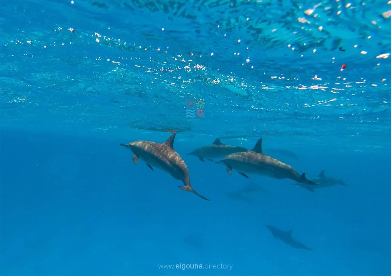Dolphins-elgouna-directory-01